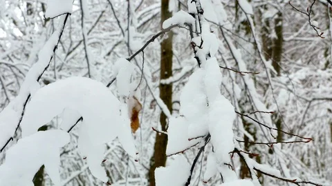 Winter snowy forest trees Stock-Footage 85489681