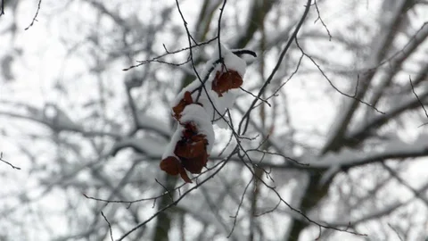 Winter snowy forest trees Stock-Footage 85489992