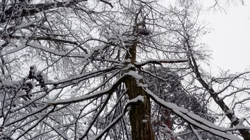 Winter snowy forest trees Stock-Footage 85490591