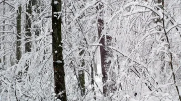 Winter snowy forest trees Stock-Footage 85491070