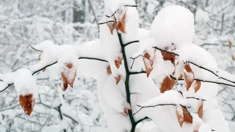 Winter snowy forest trees Stock-Footage 85491340