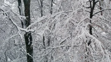 Winter snowy forest trees Stock-Footage 85491481