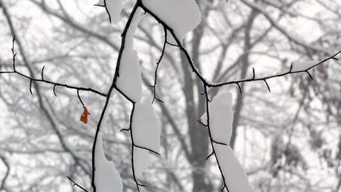 Winter snowy forest trees Stock-Footage 85492096