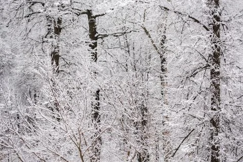 Winter snowy forest wall flat white background Stock Photos
