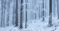 Winter Snowy Mountains Forest With Snow Falling Stock Footage