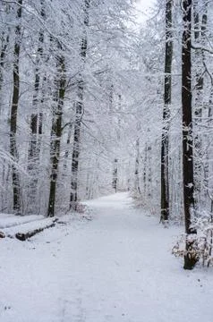 Winter snowy path trail through the woods white forest Fotos de archivo