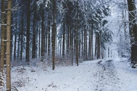 Winter snowy path trail through the woods white forest Fotos de archivo