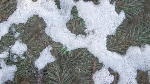 Winter, snowy pattern on spruce branches Stock Photos