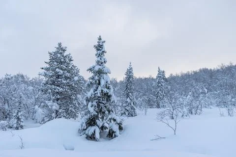 Winter is snowy Stock Photos