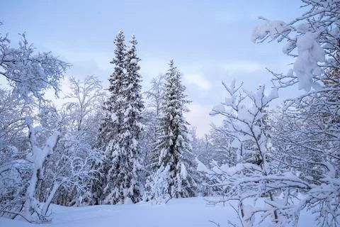 Winter is snowy Stock Photos