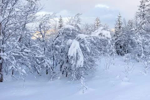 Winter is snowy Stock Photos