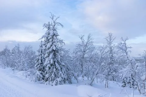 Winter is snowy Stock Photos