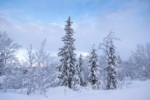 Winter is snowy Stock Photos