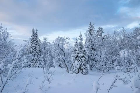 Winter is snowy Stock Photos