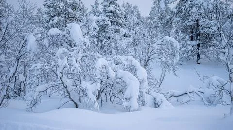 Winter is snowy Stock Photos
