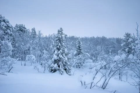 Winter is snowy Stock Photos