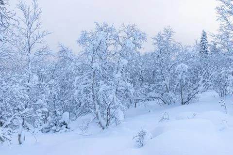 Winter is snowy Foto stock