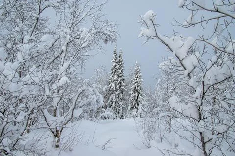 Winter is snowy Stock Photos