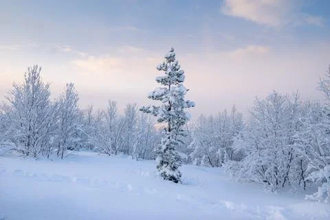 Winter is snowy Stock Photos
