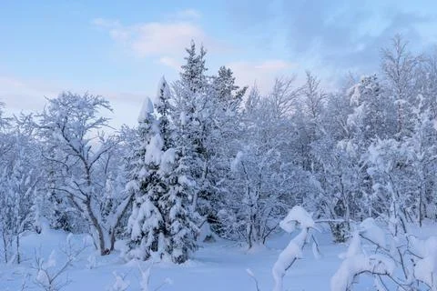 Winter is snowy Foto stock