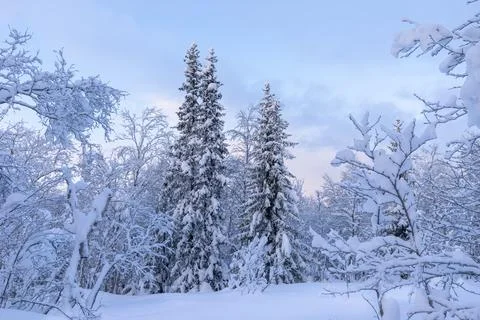 Winter is snowy Stock Photos