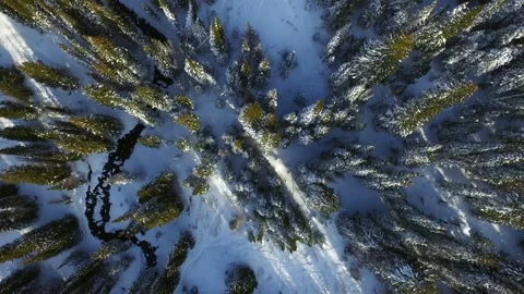 Winter Snowy Pine Trees Aerial Flyover Vídeos de archivo 77114483