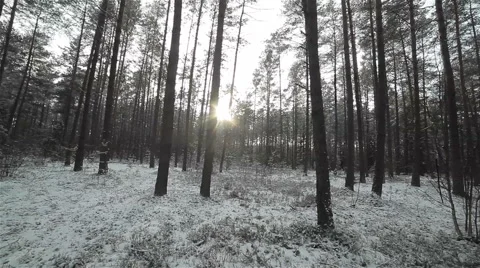 Winter snowy pine woods in a sunlight. Flycam Stock Footage 47873424