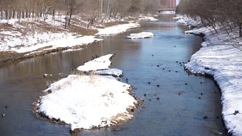 Winter snowy river mallard 库存影片 170921597