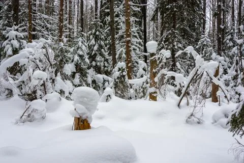 Winter snowy scene. Stock Photos