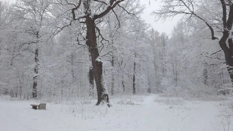 Winter snowy scenery Stock Footage 122762404