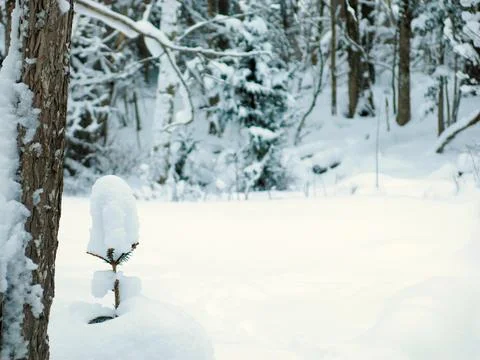 Winter Snowy Tiny Pine Tree Closeup Stock Photos