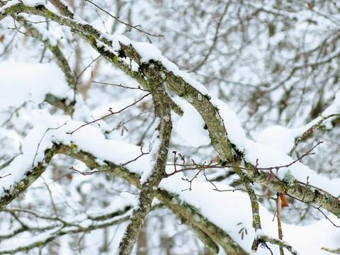 Winter Snowy Tree Branches Closeup Stock Photos