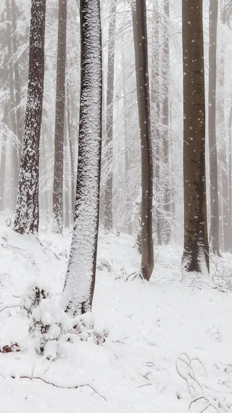 Winter snowy tree forest with loop snowfall Video stock 346885519