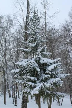 Winter snowy tree on gray cloudy sky background Stock Photos