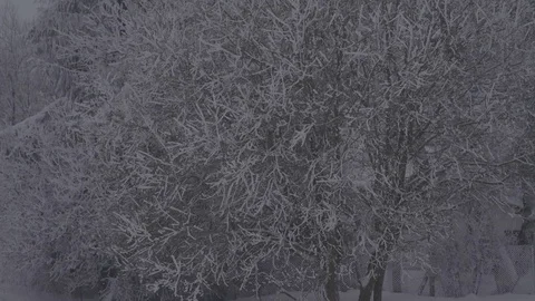 Winter Snowy Trees and Branches in the Wind 4K Stock Footage 71775650