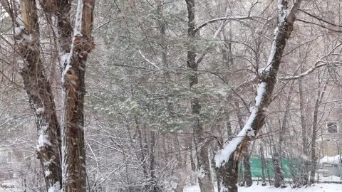Winter snowy trees close up Stock-Footage 234663210