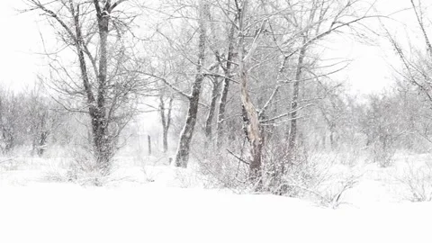 Winter snowy trees in the park Video stock 234663173