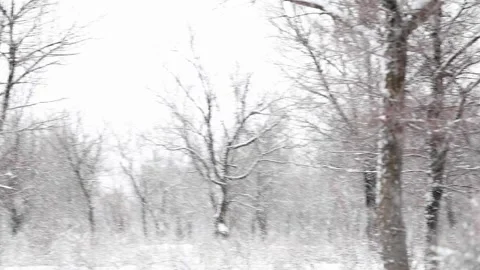 Winter snowy trees in the park Stock-Footage 236907772