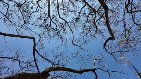Winter Solitude, Silhouetted Bare Branches Stock Footage 289445709