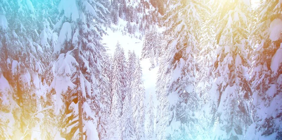 Winter Sparkle Background with Pine Trees and Snow Foto stock