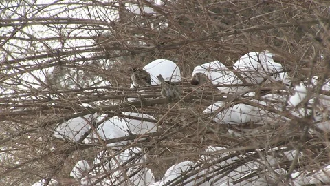 Winter, sparrows in the bushes 库存影片 127131448
