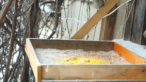 Winter. Sparrows flew in to eat grains from the feeder. Stock Footage 293962522