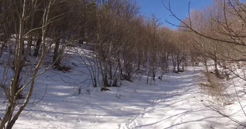 Winter in a sparse forest 2 Video stock 332173154