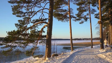 Winter sport for all ages - nordic walking Active people hiking in snowy forest Stock Footage