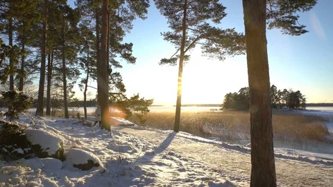 Winter sport for all ages - nordic walking Active people hiking in snowy forest Stock Footage