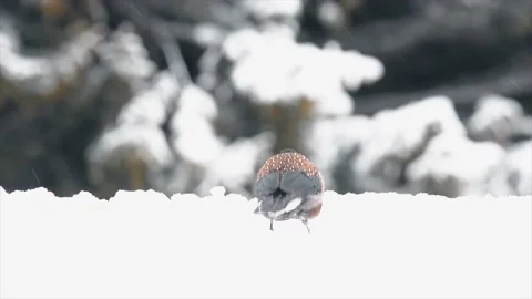 Winter. Spotted nutcracker is looking for food in the snow. Stock Footage 142235822