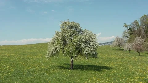 Winter - Spring changing at one moment. Stock Footage 151842201