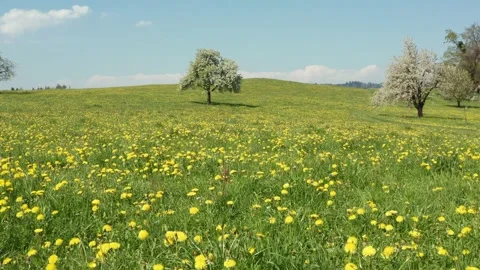 Winter - Spring changing at one moment. Stock Footage 151842436
