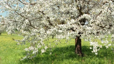 Winter - Spring changing at one moment. Stock Footage 151842620