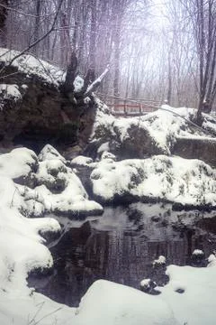 Winter spring in the deep forest Stock Photos